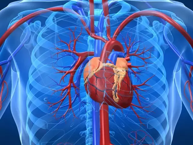 Übungen zur Potenzsteigerung sind bei Herzerkrankungen kontraindiziert