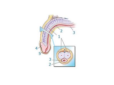 Struktur des Penis